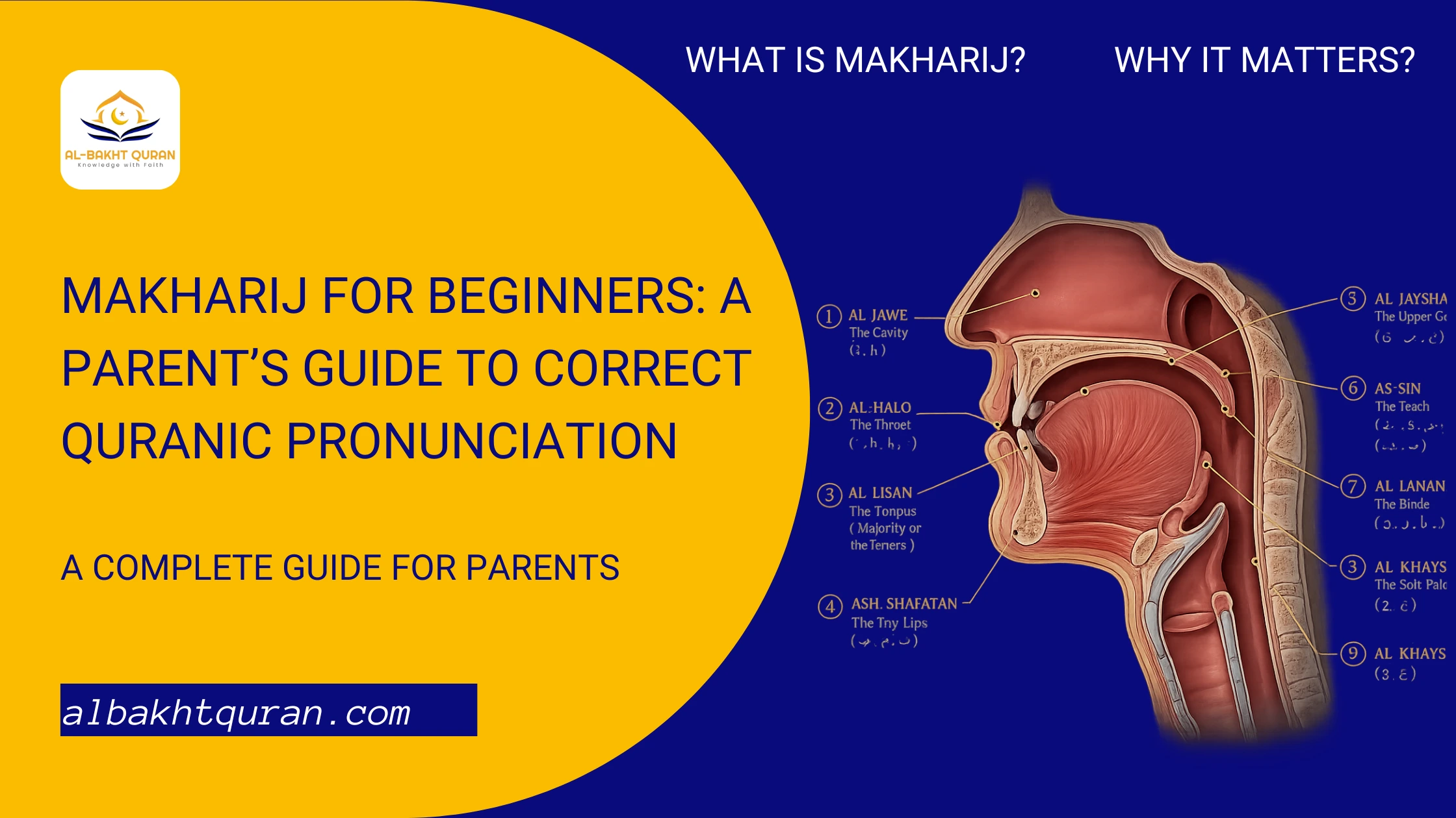 Makharij for Beginners – A professional anatomical diagram showing the 5 main Tajweed articulation points in the mouth and throat.
