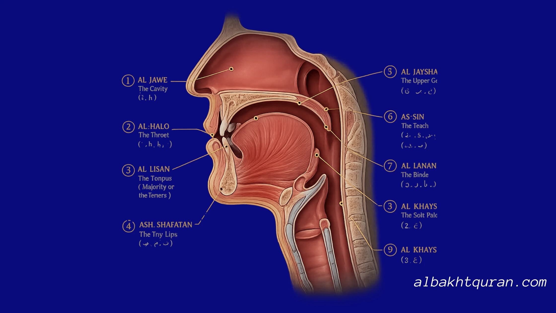 Anatomical cross-section of the human vocal tract highlighting Arabic Makharij articulation points for the Albakht Academy online Tajweed course.